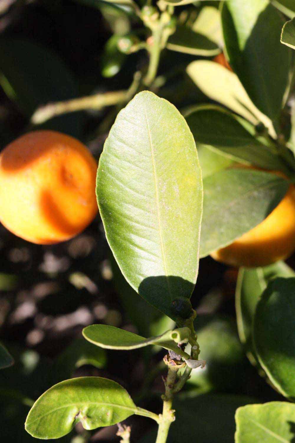            Unifoliolate leaf (Riverside, CA)   